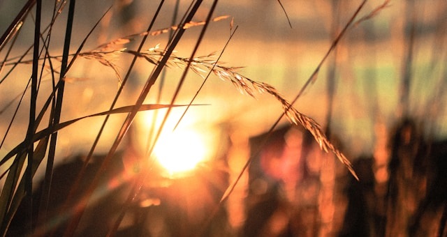 Mata Penangkap Sinyal Nikmat