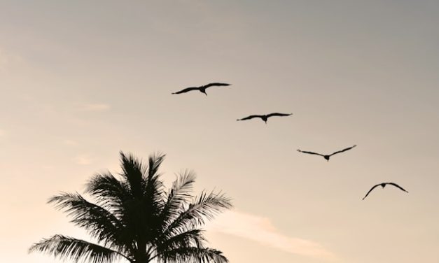 Bertawakallah Hanya Kepada-Nya!