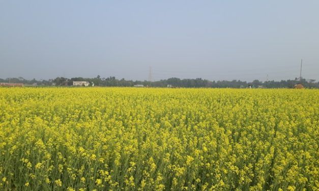 Maha Indah (اَلْجَمِيْلُ)