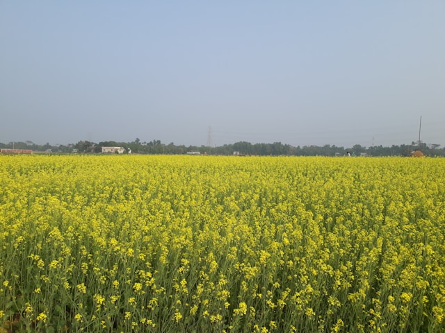 Maha Indah (اَلْجَمِيْلُ)