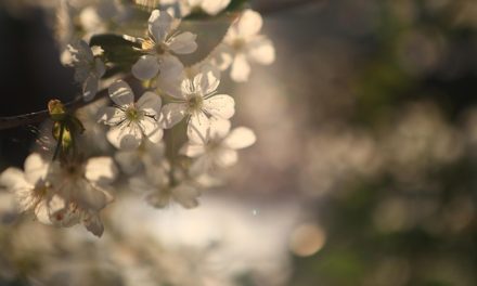 Ridha Kunci Keberkahan